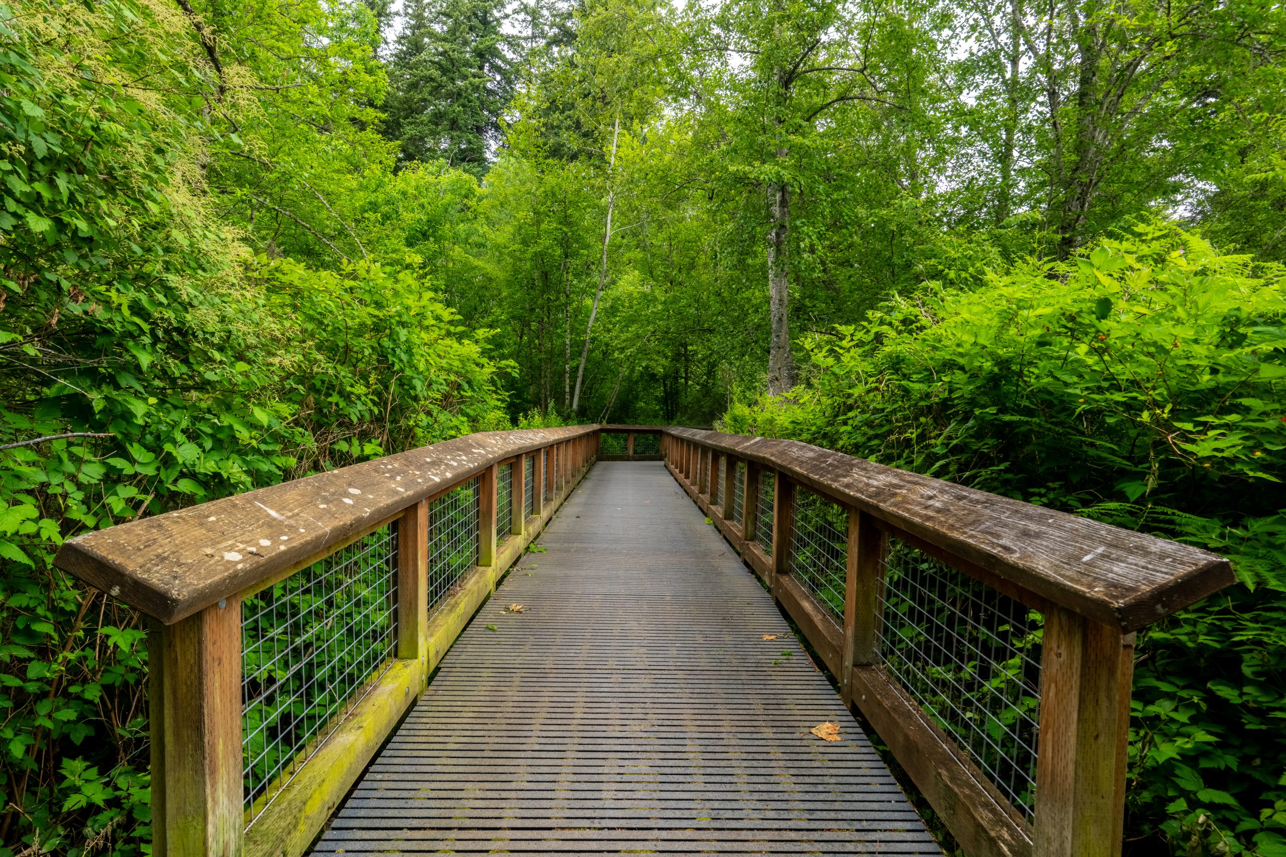 Wooden boardwalk through the forest at Northridge Park in Bellingham, WA