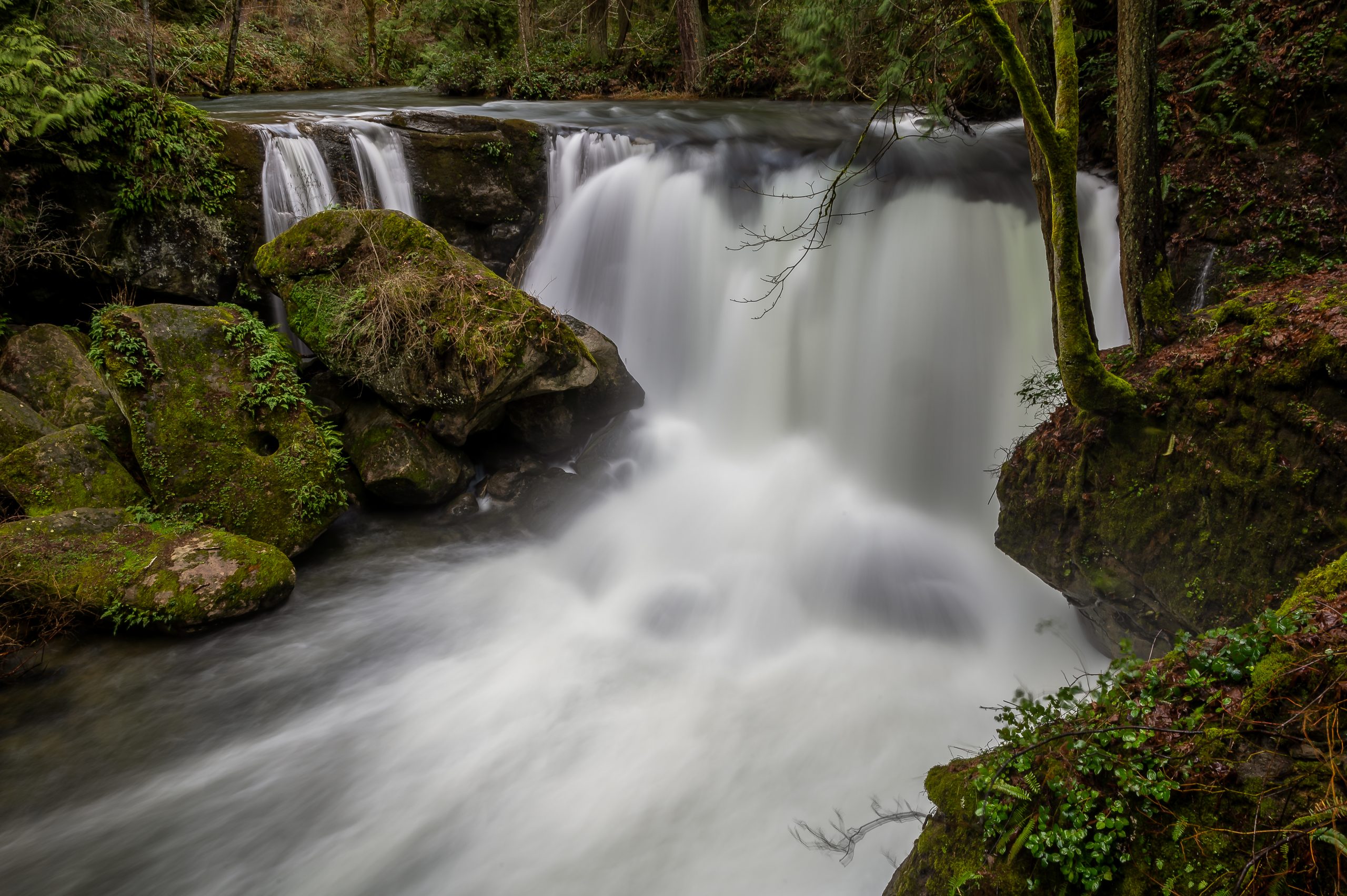 Whatcom Falls at Whatcom Falls Park in Bellingham, WA