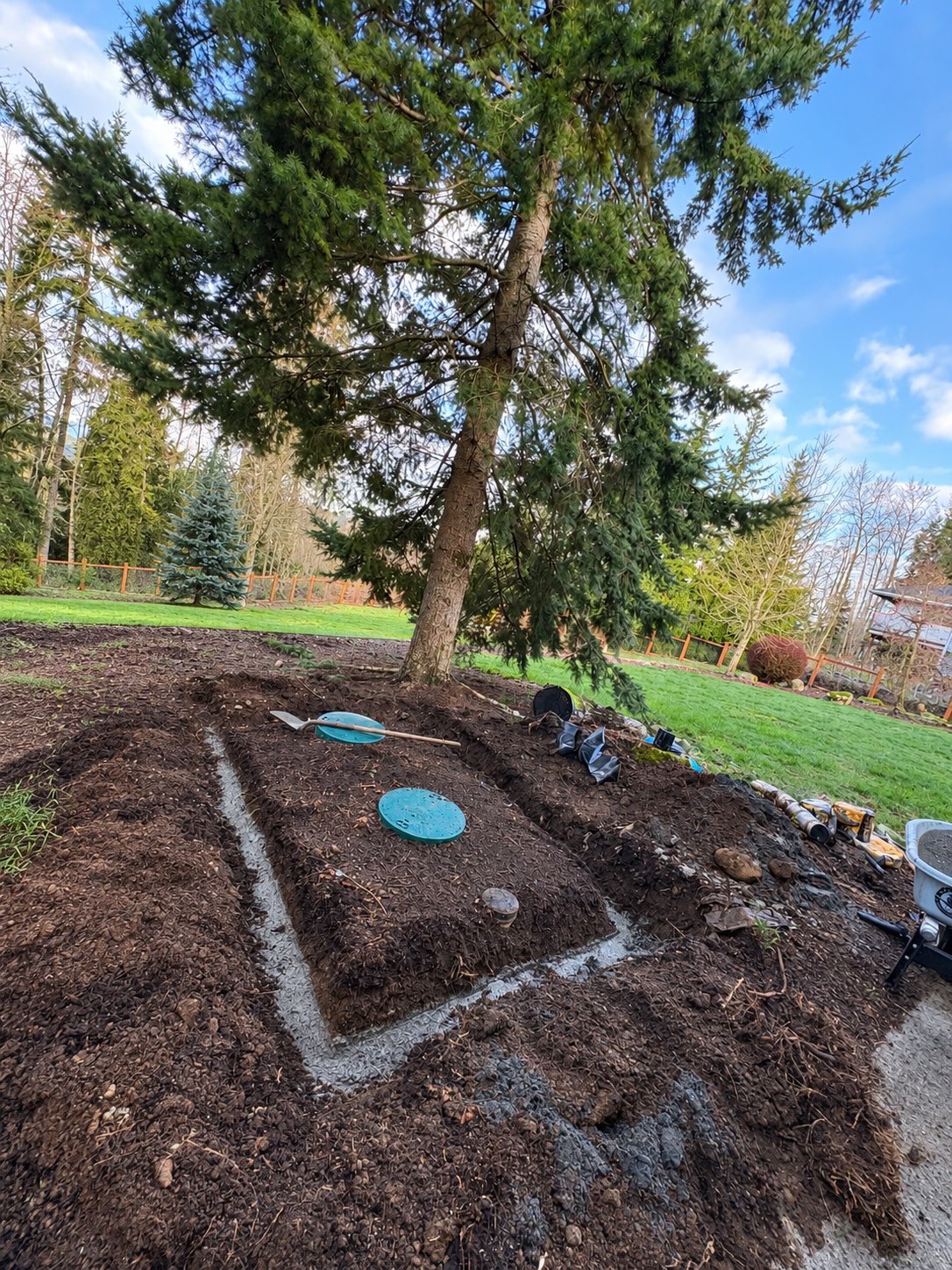 Septic tank riser lids and a newly graded drainfield area in a Pacific Northwest yard with evergreen trees