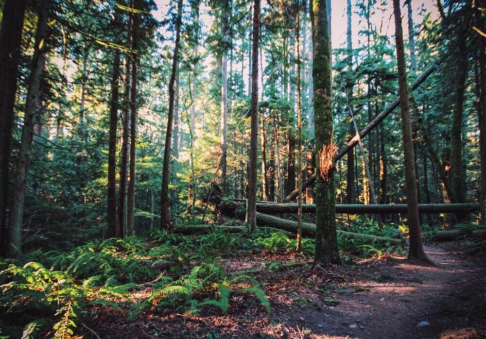 Moss-covered trees along a trail at Stimpson Family Nature Reserve near Bellingham, WA