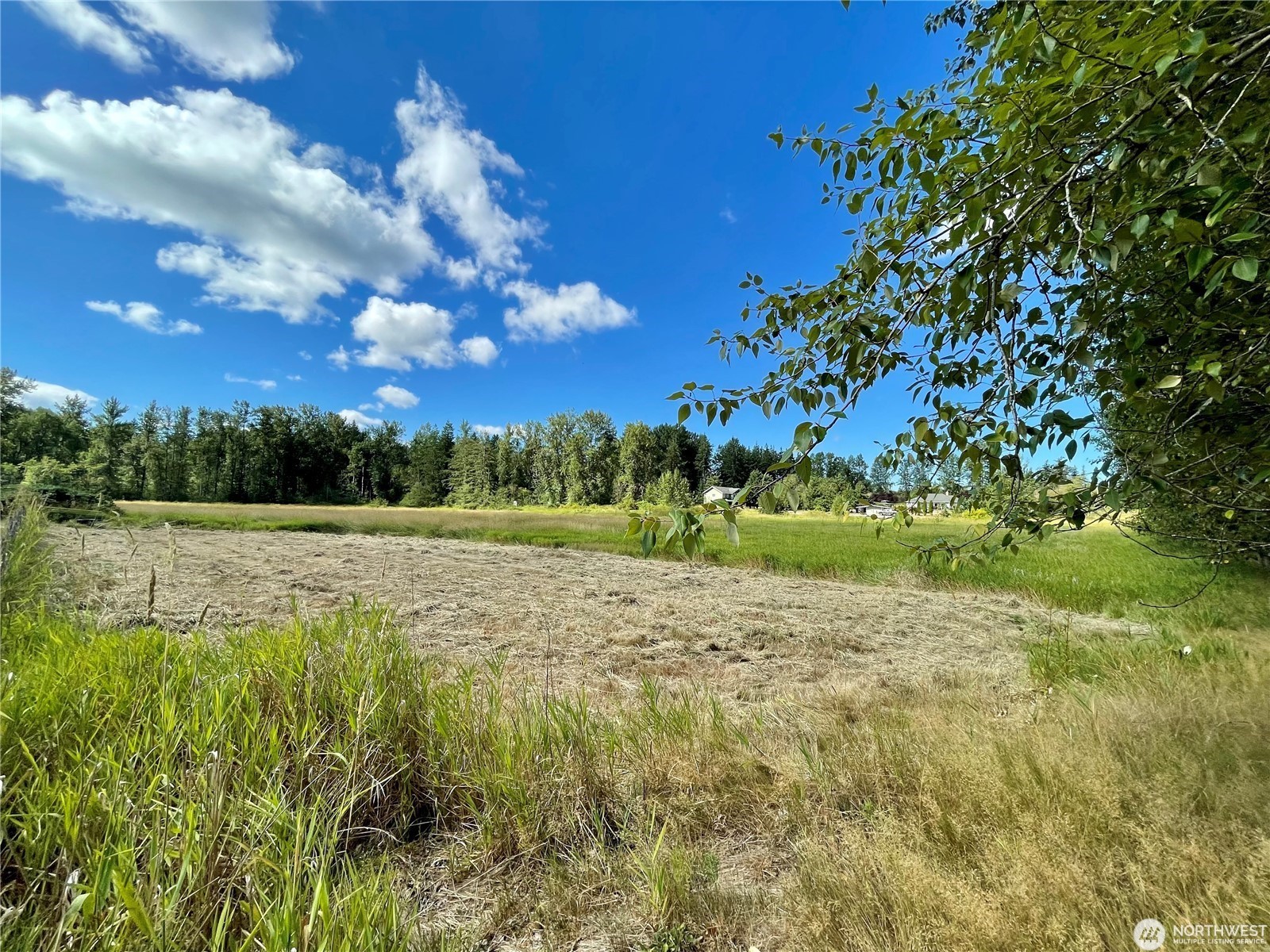 Open vacant land in Whatcom County with mowed pasture, tall grass, and a tree line under a blue sky